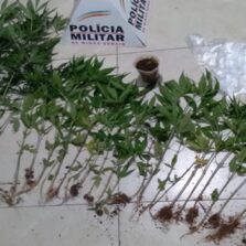 Polícia Militar apreende 26 pés de maconha na zona rural de Teixeiras