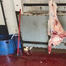Matadouro Clandestino é Fechado em Ervália
