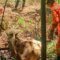 Bombeiros resgatam cavalo atolado na zona rural de Teixeiras