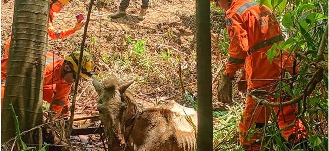Bombeiros resgatam cavalo atolado na zona rural de Teixeiras